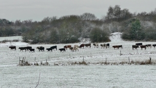Snow, Landscape, Ranch, Cow, Rural, Cattle