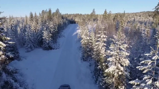 Snow, Tree, Forest, Winter, Ice, Cold