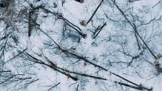 Snow, Weather, Tree, Winter, Forest, Frost
