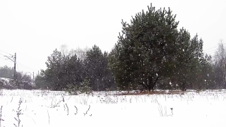 Snow, Weather, Tree, Winter, Landscape, Season