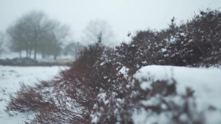 Snow, Weather, Winter, Cold, Frost, Tree