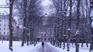 Snow, Weather, Winter, Cold, Ice, Forest