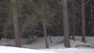 Snow, Weather, Winter, Cold, Ice, Frost