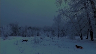 Snow, Weather, Winter, Cold, Landscape, Trees