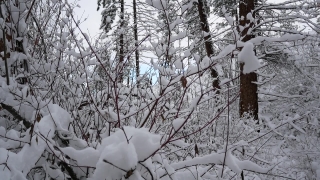 Snow, Weather, Winter, Forest, Cold, Frost