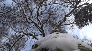 Snow, Weather, Winter, Forest, Cold, Tree