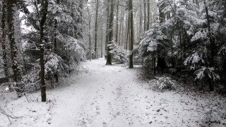 Snow, Weather, Winter, Ice, Cold, Forest