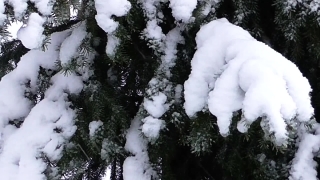 Snow, Weather, Winter, Ice, Cold, Frost