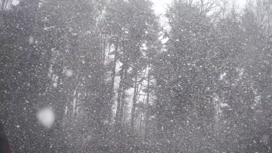Snow, Weather, Winter, Tree, Cold, Ice