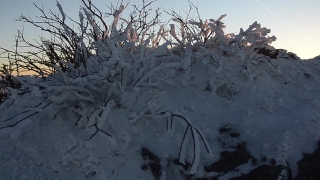 Snow, Weather, Winter, Tree, Ice, Cold
