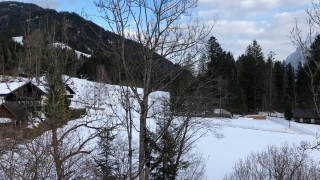 Snow, Winter, Tree, Forest, Trees, Cold