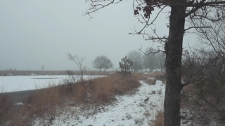 Snow, Winter, Tree, Landscape, Weather, Forest