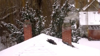 Snow, Winter, Weather, Ice, Cold, Landscape
