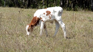 Spaniel, Sporting Dog, Hunting Dog, Dog, Hound, Grass