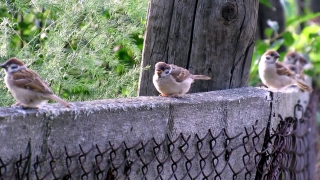 Sparrow, Bird, Wildlife, Vertebrate, Beak, Feather