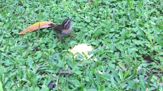 Sparrow, Bird, Wildlife, Wild, Vertebrate, Beak