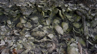 Spat, Organism, Texture, Stone, Hen-of-the-woods, Rock