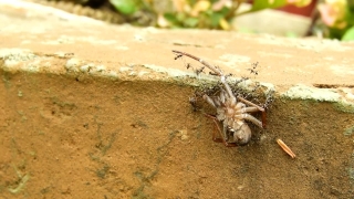 Spider, Arachnid, Arthropod, Wolf Spider, Invertebrate, Sand