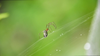Spider, Arachnid, Barn Spider, Arthropod, Insect, Garden Spider