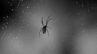 Spider, Arachnid, Barn Spider, Arthropod, Web, Spider Web