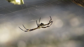 Spider, Arachnid, Black And Gold Garden Spider, Arthropod, Garden Spider, Invertebrate