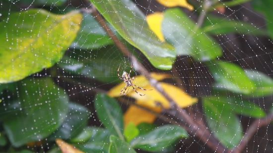 Spider, Arachnid, Garden Spider, Arthropod, Insect, Spider Web