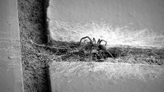 Spider, Arachnid, Tarantula, Arthropod, Barn Spider, Invertebrate