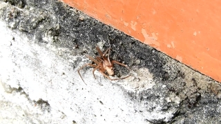 Spider, Arachnid, Wolf Spider, Arthropod, Invertebrate, Insect