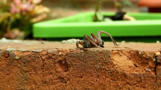 Spider, Arachnid, Wolf Spider, Arthropod, Tarantula, Invertebrate