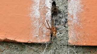 Spider, Arachnid, Wolf Spider, Texture, Arthropod, Old