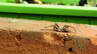 Spider, Arthropod, Ant, Arachnid, Insect, Tarantula