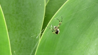 Spider, Garden Spider, Arachnid, Insect, Arthropod, Beetle