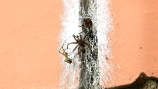 Spider, Old, Arthropod, Grunge, Aged, Arachnid