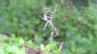 Spider, Spider Web, Web, Black And Gold Garden Spider, Arachnid, Trap