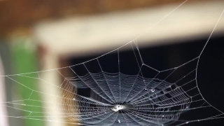 Spider Web, Cobweb, Web, Spider, Trap, Design