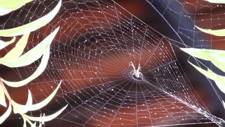 Spider Web, Cobweb, Web, Spider, Trap, Light