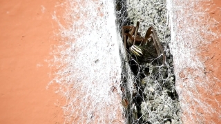 Spider Web, Cobweb, Web, Texture, Old, Spider