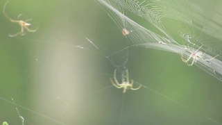 Spider Web, Spider, Web, Arachnid, Trap, Barn Spider