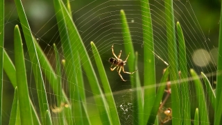 Spider Web, Spider, Web, Arachnid, Trap, Garden Spider