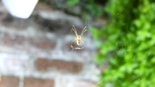 Spider Web, Spider, Web, Cobweb, Arachnid, Garden Spider