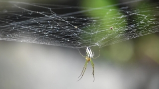 Spider Web, Spider, Web, Cobweb, Trap, Arachnid