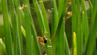 Spider Web, Spider, Web, Garden Spider, Trap, Arachnid