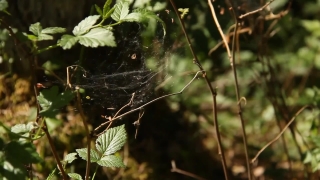 Spider Web, Tree, Plant, Web, Cabbage Butterfly, Leaf