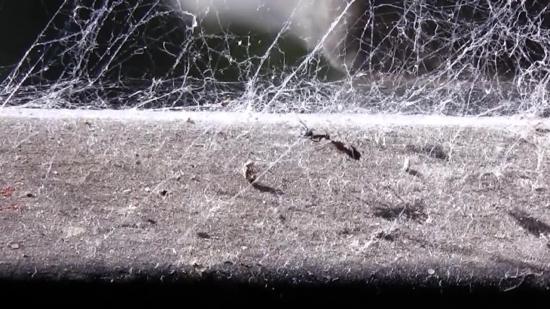Spider Web, Web, Cobweb, Snow, Winter, Trap