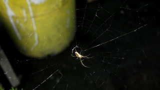 Spider Web, Web, Cobweb, Spider, Trap, Black