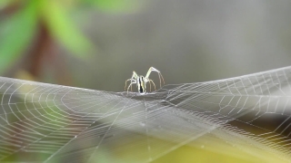 Spider Web, Web, Cobweb, Spider, Trap, Light