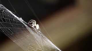 Spider Web, Web, Cobweb, Trap, Spider, Digital