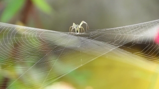 Spider Web, Web, Cobweb, Trap, Spider, Insect