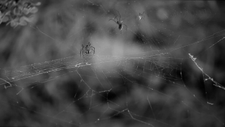 Spider Web, Web, Cobweb, Trap, Spider, Light