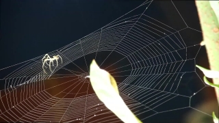 Spider Web, Web, Cobweb, Trap, Spider, Light